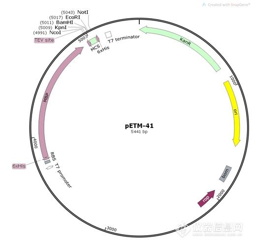 petm-41大肠表达质粒