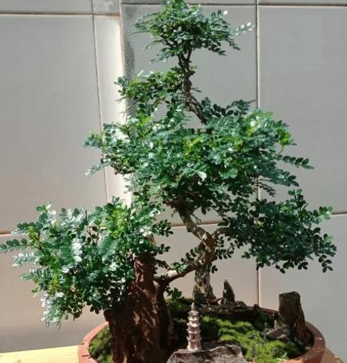 怎么养清香木盆景才能变"万元老桩"?大佬:别忽略植物的原需求