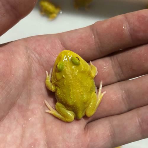角蛙皮卡丘蛋黄月底送福利不断 欢迎捡漏