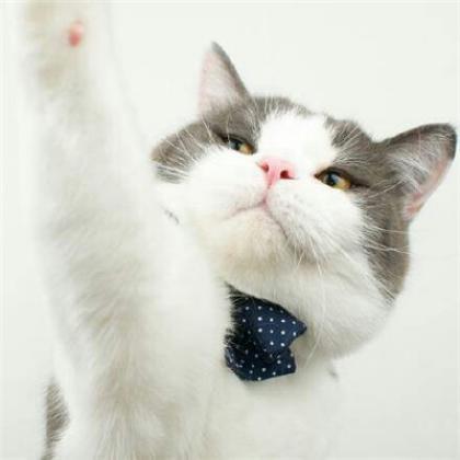 可爱猫咪情侣头像一对两张萌猫反正我是太喜欢了