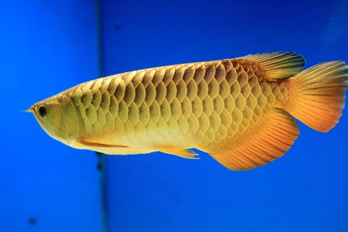 【霸气显露的大过背金龙鱼摄影图片】生态摄影_雕刻时光082033_太平洋