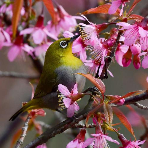 《灰腹绣眼鸟》