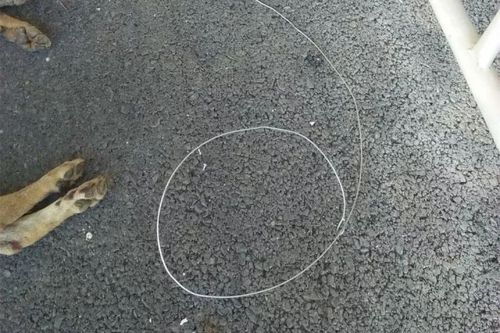 【解恨】新安派出所交警中队抓获偷狗犯罪嫌疑人