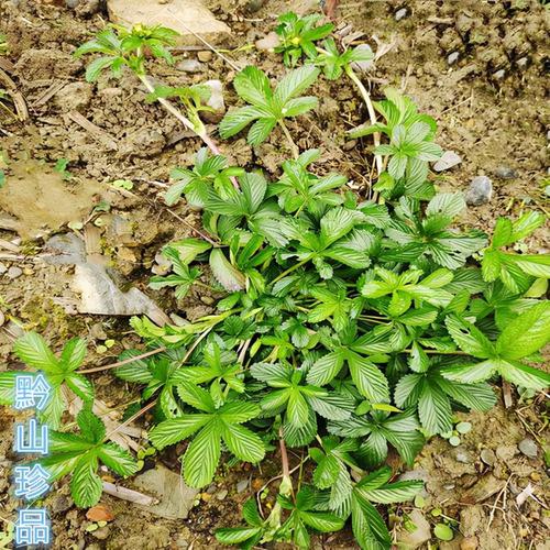 称之为止咳草,别名也称之为五皮风,蛇含萎陵菜,是蔷薇科委陵菜属植物