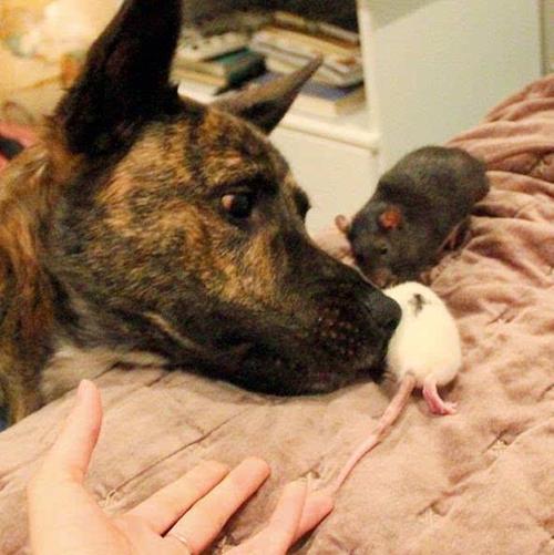 一只汪,一只喵,两只老鼠,这是一个奇怪的网红组合