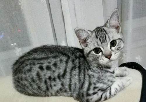 美短英短豹纹鱼骨刺纹小公猫