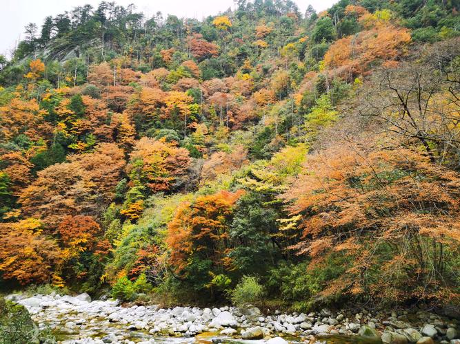 唐家河红叶