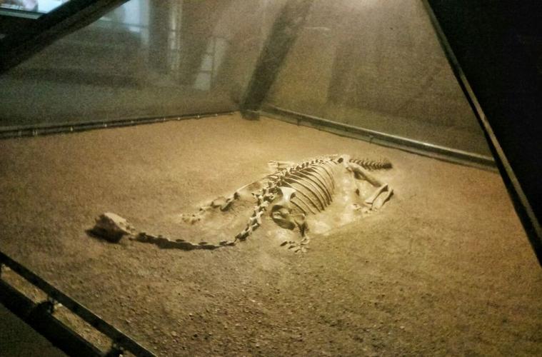 中外专家认为,禄丰是迄今世界上出土恐龙化石最丰富,最完整,最古老