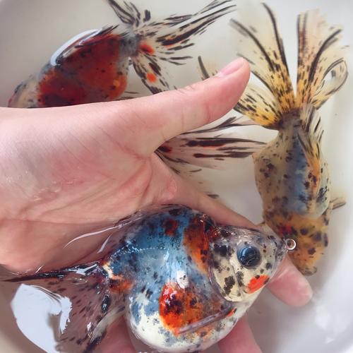 长尾五花金花镏金流金金鱼鱼苗淡水活体宠物鱼