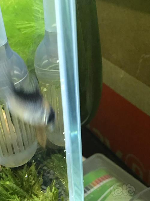 请问大佬们这缸壁上白色的点状物是啥