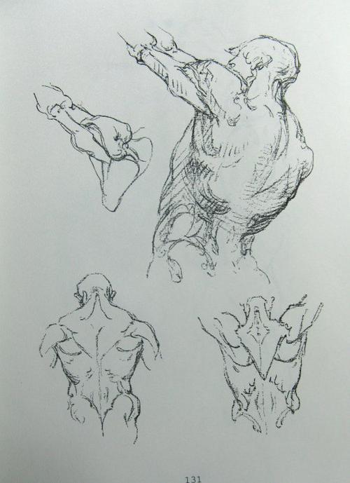 [转载]读伯里曼·人体解剖(五)