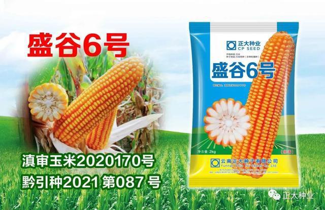 盛谷6号是正大种业在西南地区推出的广适,优质型玉米品种,适宜云,贵