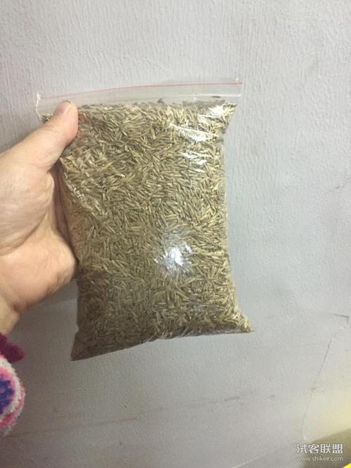 进口黑麦草草籽雨季7488