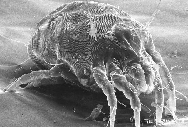把微生物放大数百数千倍,长什么样?有的恐怖,有的可爱!