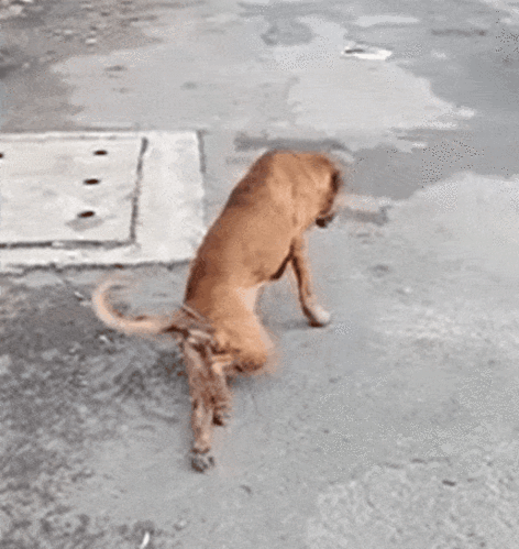 狗:我不是人,我是真的狗