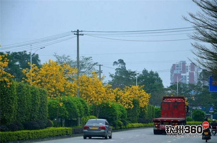 钦州的"市花"确定了,很多街道和公园都能见到,你猜对了吗?