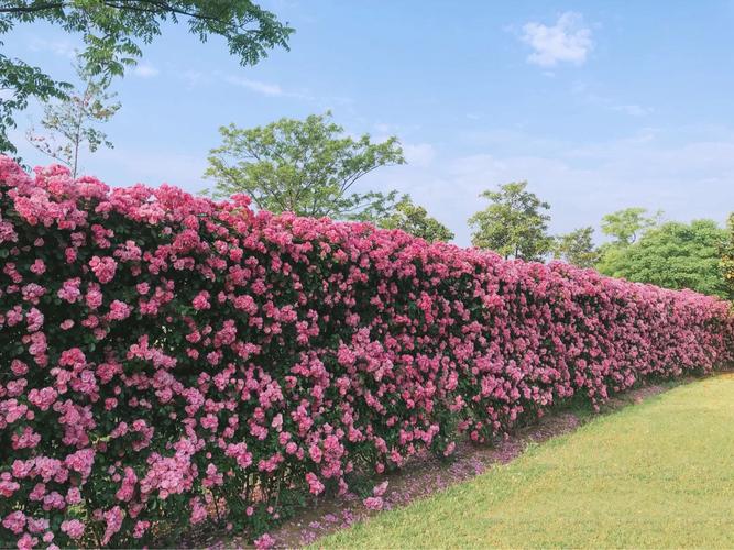 绚烂的蔷薇花成群结队在面前恣意盛开,毫不吝啬展示自己热烈的美.