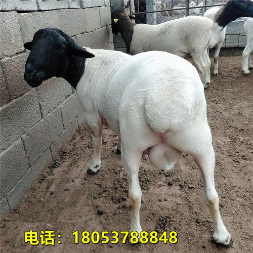 活羊厂家适合甘肃养殖的杜泊绵羊萨福克羊黑头杜泊绵羊种公羊