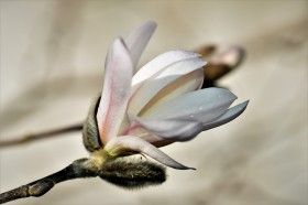 玉兰花图片大全共667张第5页