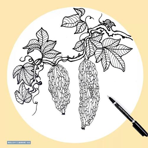 线描画长长藤上挂苦瓜