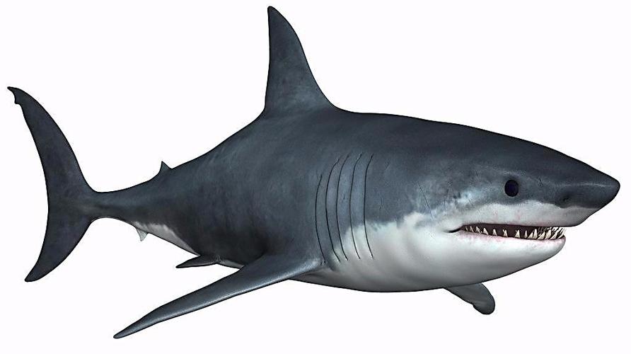 看视频学画画之鲨鱼,5分钟学会一幅画,兴趣班的钱也省啦