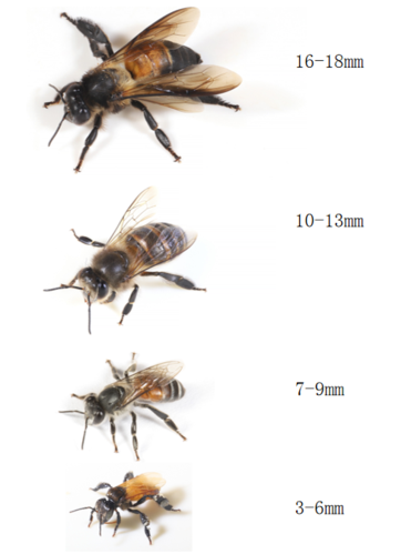 还有一类独特的蜜蜂,你同样能根据名字猜出它们最大的特征,那就是