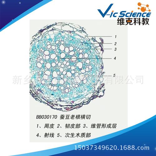 蚕豆老根横切 植物类装片 根及根的变态 生物切片标本 显微镜玻片