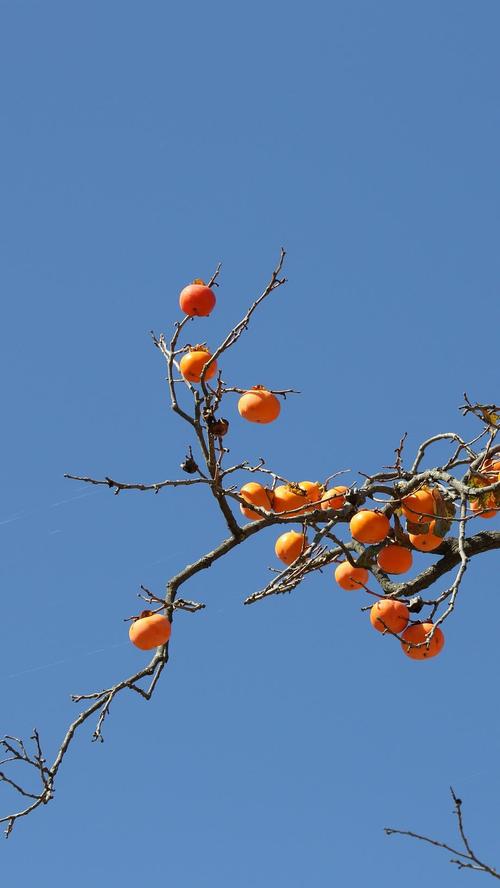 好看的柿子壁纸