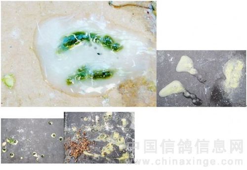 绿粘(稠)便,如果鸽子吐食,并伴有腺病毒是一种信鸽的常见疾病,一年四