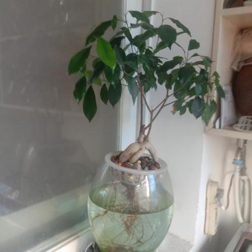 水培养木本植物的方法