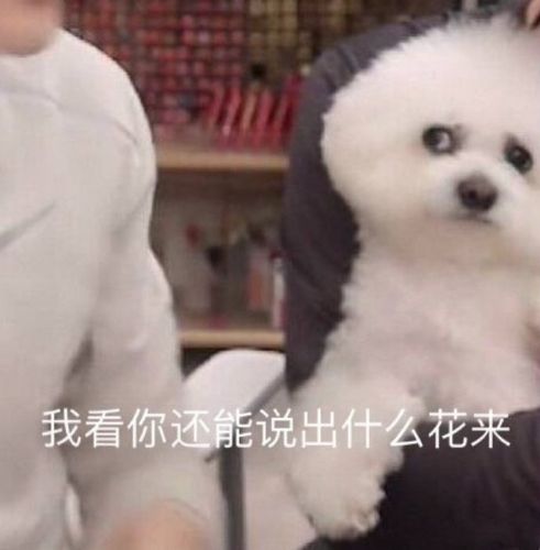 萌宠表情包我看你能说出什么花来