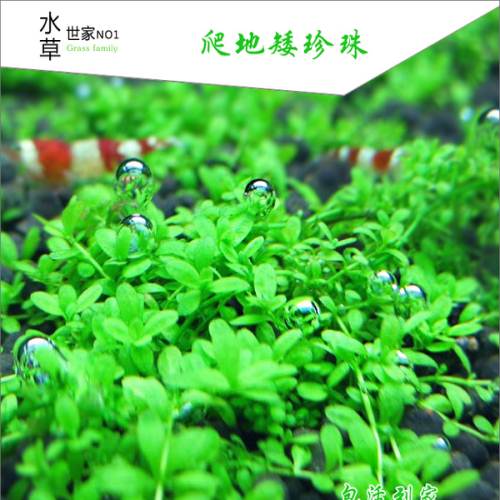 水草趴地矮珍珠水草前景草爬地矮珍珠鱼缸造