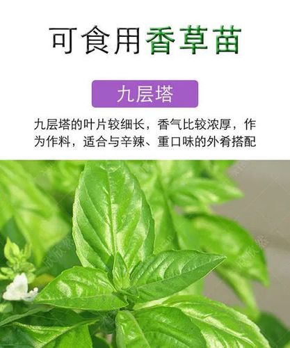 盆栽九层塔苗大叶甜罗勒苗四季阳台金不换叶厨房食用新鲜荆芥香草