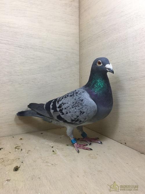 美籍华侨威廉-杨 10年北京开创者预赛24名 雌鸽 生育正常 鸽主各大