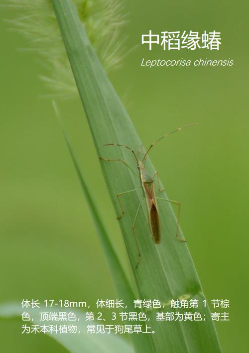32 中稻缘蝽leptocorisa chinensis