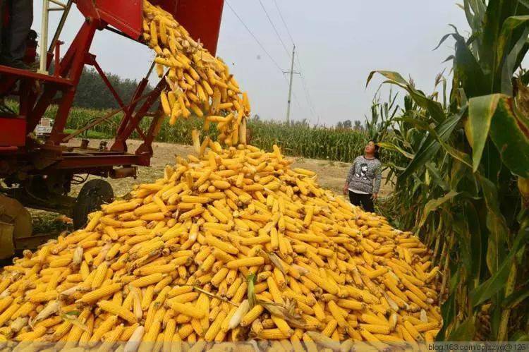 玉米收获后要这样储存!