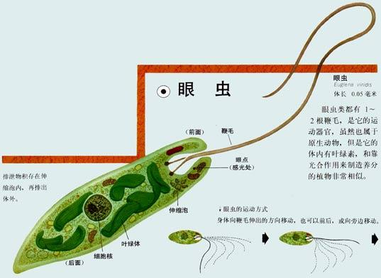 眼虫或裸藻