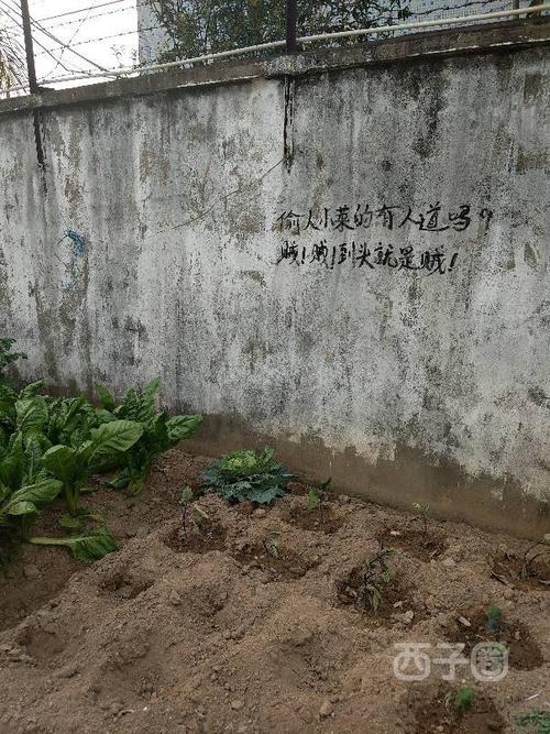 好书法!大路边的菜地,写这样的标语能保证菜品安全吗?