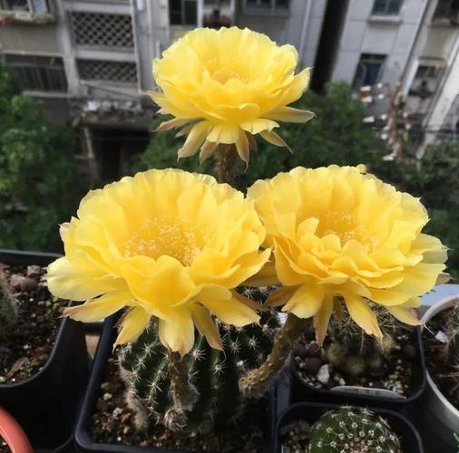 仙人球会开花还特别漂亮20种常见仙人球花名字送给你