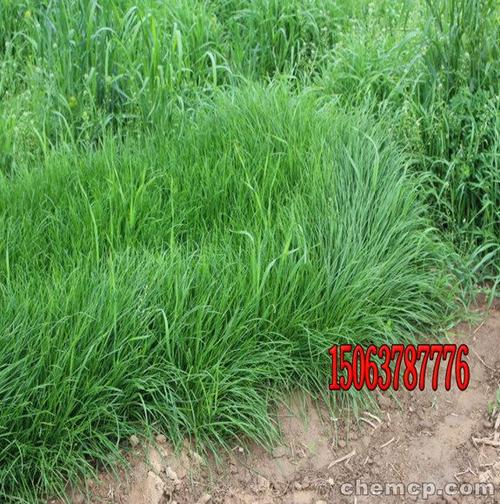 衡水高羊茅早熟禾草坪-欢迎咨询