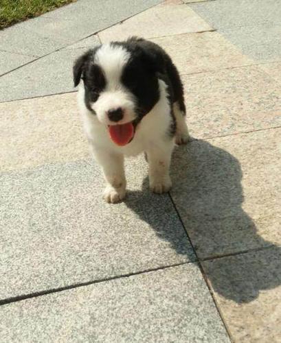 家养边牧小狗一个月多一点