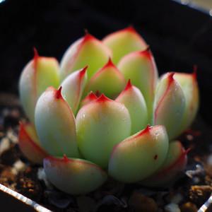 多肉植物荷花多肉原始花月夜品相好绿植花卉盆栽带盆土满额包邮