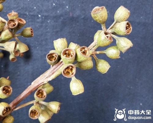 2018年桉树果价格,桉树果多少钱一斤