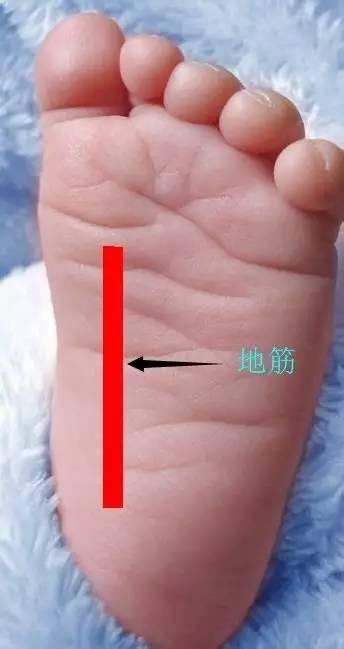 地筋的位置:你把脚底朝著自己,把大脚趾往后拉,一条大筋很明显就出来