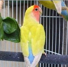 蓝腰黄桃牡丹鹦鹉幼鸟,鹦鹉鸟活体