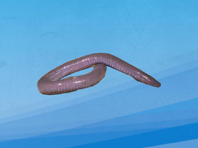 巨型帕卢斯蚯蚓