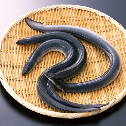 鲜活白鳝鱼 约500-600g/条 淡水鳗鱼养殖年货河鳗无刺海鲜水产