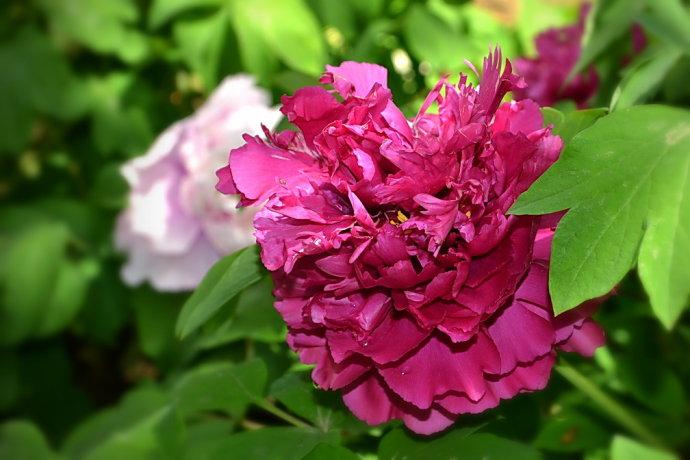 [转载]芝麻花治寻常疣,简便有效