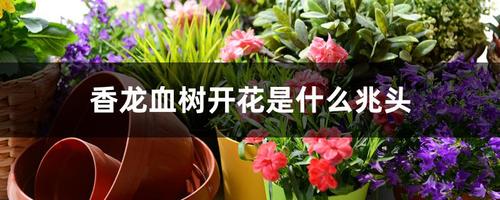 香龙血树开花是什么兆头