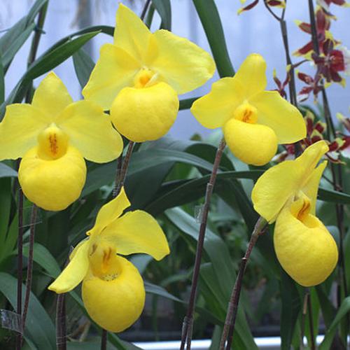 江楠枫杏黄兜兰花盆栽室内水培植物铁皮石斛苗花矮种好养花卉观花